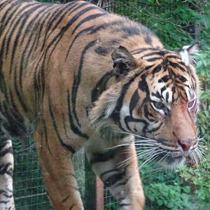 Sumatran Tiger Lucu 19 May 2025