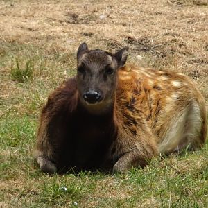 Visayan spotted deer 19 May 2025