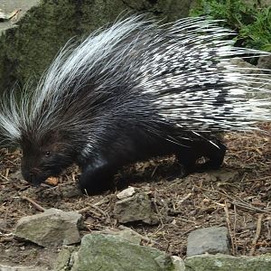 Cape Porcupine 19 May 2025