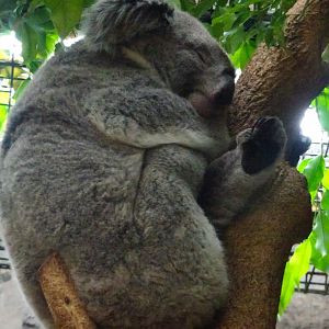 Queensland Koala 19 May 2025