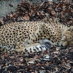 Billy the Cheetah 19 May 2025