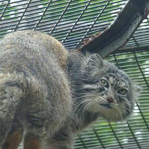 Pallas's Cat Akiko 19 May 2025
