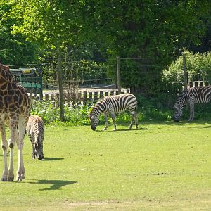 Giraffe and Zebras 20 May 2025