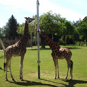 Giraffes with Zebras and Ostrich in the background 20 May 2025