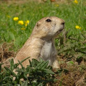Black-tailed prairie dog 20 May 2025