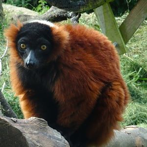 Red ruffed lemur 20 May 2025