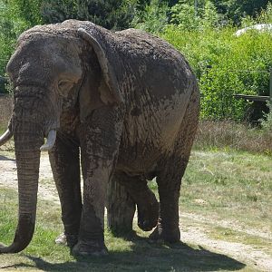 African elephant Mondula 20 May 2025