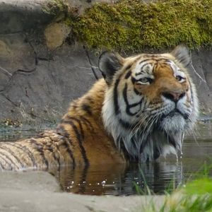 Amur Tiger Vitali enjoying a dip in the pool on a hot day 20 May 2025
