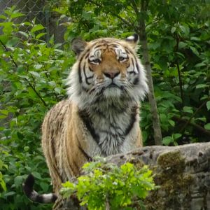 Amur Tiger Vitali 20 May 2025
