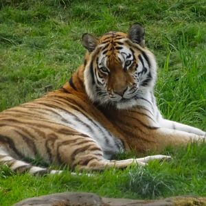 Amur Tiger Hope 20 May 2025