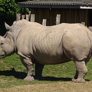 Southern white rhino 20 May 2025