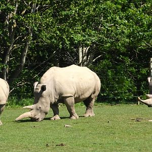 Southern white rhinos 20 May 2025