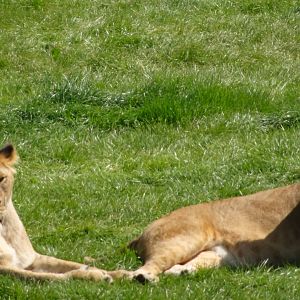 African Lions 20 May 2025