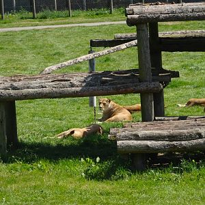 African Lions 20 May 2025