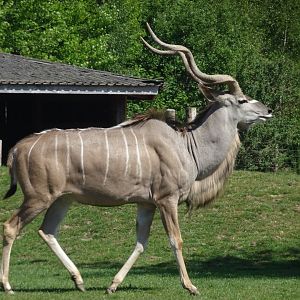 Greater Kudu 20 May 2025