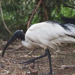 African Sacred Ibis 1