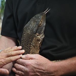 Black-Throated Monitor