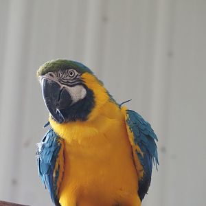 Blue and Gold Macaw