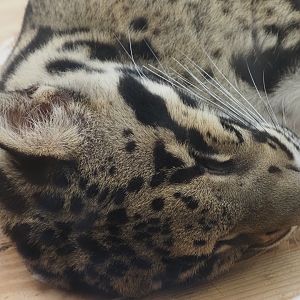 Clouded Leopard "Kya" 1