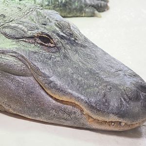 American Alligator "Al"