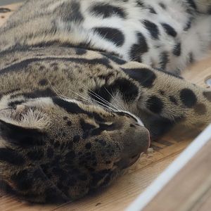 Clouded Leopard "Kya" 2