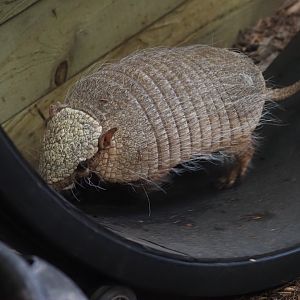 Big Hairy Armadillo