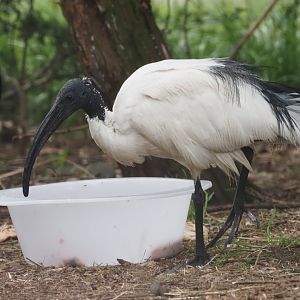 African Sacred Ibis 2