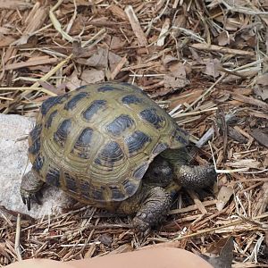 Russian Tortoise