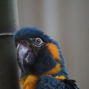 Blue-Throated Macaw "Misha"