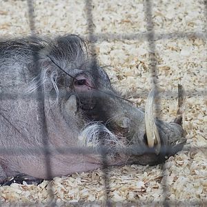 Common Warthog "Scooter"