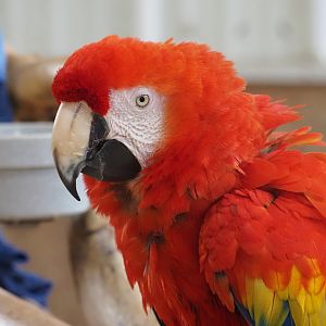 Scarlet Macaw