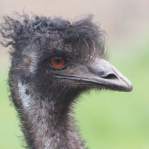 Emu "Arthur"