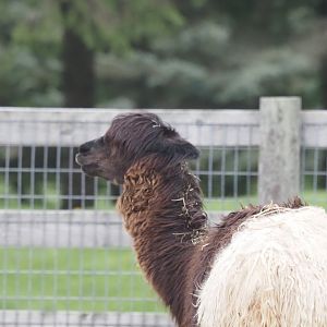 Alpaca
