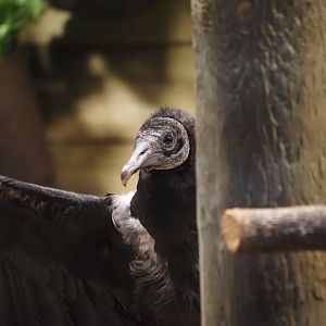 Black Vulture "Joker" 1