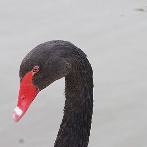 Black Swan