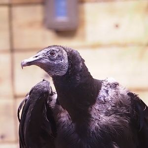 Black Vulture "Joker" 2