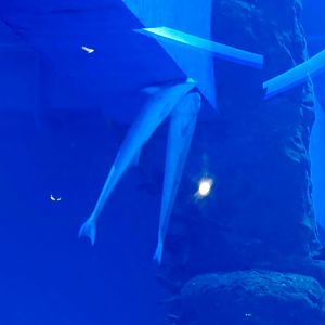 Live Sharksucker (Echeneis naucrates)