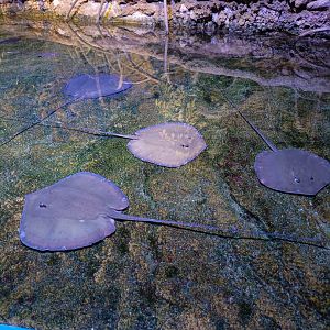 Shallow ray exhibit