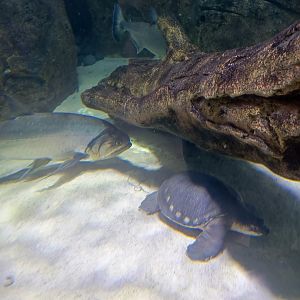 Pig-nosed turtle (Carettochelys insculpta) and Payara (Hydrolycus armatus)