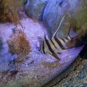 Old Wife (Enoplosus armatus)