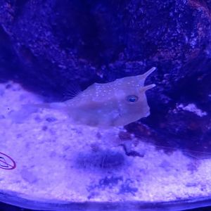 Longhorn Cowfish (Lactoria cornuta)