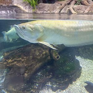 Silver Arowana (Osteoglossum bichirrhosum)