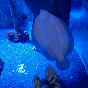 Flounder (Bothus sp)