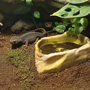 Crocodile Newt (Tylototriton verrucosus)