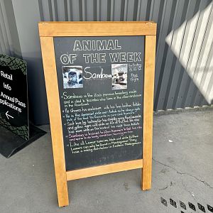Animal of the Week (Sambava)