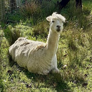 Alpaca (Lama pacos)