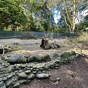 Slender-tailed meerkat (Suricata suricatta)