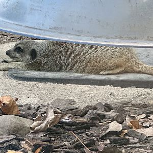 Slender-tailed meerkat (Suricata suricatta)