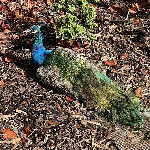 Indian peafowl (Pavo cristatus)