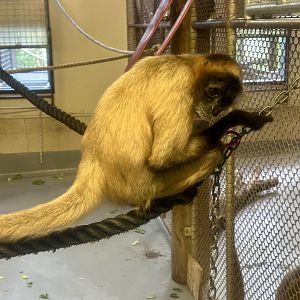 Black-handed spider monkey (Ateles geoffroyi)